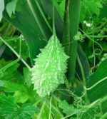 Bitter gourd - Star bitter gourd | Tiny bitter gourd - Light green