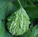 Bitter gourd - Star bitter gourd | Tiny bitter gourd - Light green