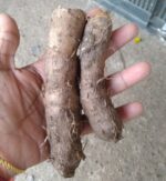 Winged yam | Dioscorea alata