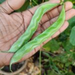 Broad beans | Dolichos | Hyacinth beans |  Amara payar (Bush verity) - Green
