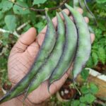 Broad beans | Hyacinth beans | Dolichos | Amara payar - Green with purple edges