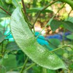 Broad beans | Dolichos | Hyacinth beans |  Amara payar - Green