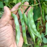 Broad beans | Dolichos | Hyacinth beans |  Amara payar (Bush verity) - Green