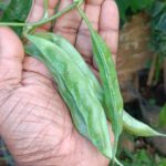 Broad beans | Dolichos | Hyacinth beans |  Amara payar (Bush verity) - Green