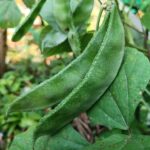Broad beans | Dolichos | Hyacinth beans |  Amara payar - Green