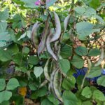 Broad beans | Hyacinth beans | Dolichos | Amara payar - Green with purple edges