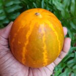 Tiny Indian cucumber | Kani Vellari