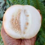 Tiny Indian cucumber | Kani Vellari