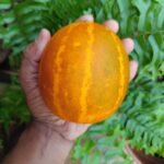 Tiny Indian cucumber | Kani Vellari