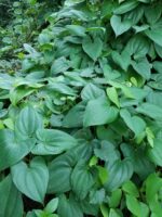Winged yam | Dioscorea alata