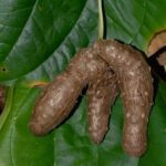Winged yam | Dioscorea alata