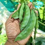 Broad beans | Dolichos | Hyacinth beans |  Amara payar - Green
