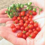 Spoon tomato - World's smallest tomato