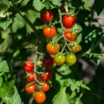Cherry tomato