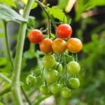Cherry tomato