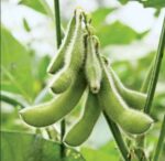 Black soybean
