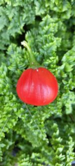 Red Tomato Brinjal Seed
