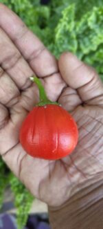 Red Tomato Brinjal Seed