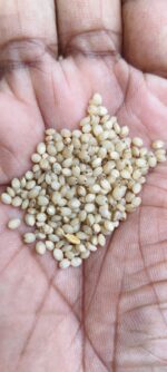 Little Millet (Panicum sumatrense) /  Ari cholam / Chama  - Seeds