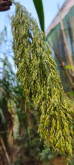Little Millet (Panicum sumatrense) /  Ari cholam / Chama  - Seeds