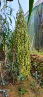 Little Millet (Panicum sumatrense) /  Ari cholam / Chama  - Seeds