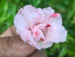 Multi petal, Multi color Balsam  19 Varieties Mixed Seeds