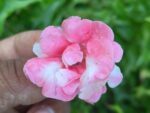Multi petal, Multi color Balsam  19 Varieties Mixed Seeds