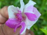 Multi petal, Multi color Balsam  19 Varieties Mixed Seeds