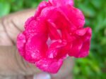 Multi petal, Multi color Balsam  19 Varieties Mixed Seeds