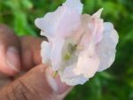 Multi petal, Multi color Balsam  19 Varieties Mixed Seeds