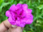 Multi petal, Multi color Balsam  19 Varieties Mixed Seeds