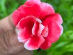 Multi petal, Multi color Balsam  19 Varieties Mixed Seeds