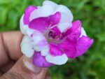 Multi petal, Multi color Balsam  19 Varieties Mixed Seeds
