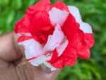 Multi petal, Multi color Balsam  19 Varieties Mixed Seeds