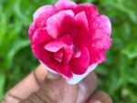 Multi petal, Multi color Balsam  19 Varieties Mixed Seeds