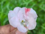 Multi petal, Multi color Balsam  19 Varieties Mixed Seeds