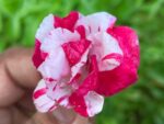 Multi petal, Multi color Balsam  19 Varieties Mixed Seeds