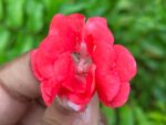 Multi petal, Multi color Balsam  19 Varieties Mixed Seeds