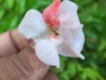 Multi petal, Multi color Balsam  19 Varieties Mixed Seeds