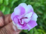 Multi petal, Multi color Balsam  19 Varieties Mixed Seeds