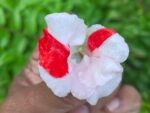 Multi petal, Multi color Balsam  19 Varieties Mixed Seeds