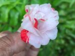 Multi petal, Multi color Balsam  19 Varieties Mixed Seeds
