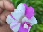 Multi petal, Multi color Balsam  19 Varieties Mixed Seeds