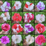 Multi petal, Multi color Balsam  19 Varieties Mixed Seeds