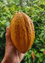 Cocoa (Malabar Yellow Cocoa)