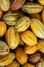 Cocoa (Malabar Yellow Cocoa)