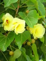 Poovarasu tree / Sheelanthi /Portia tree / Indian tulip tree (Thespesia populnea)