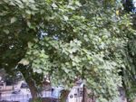 Poovarasu tree / Sheelanthi /Portia tree / Indian tulip tree (Thespesia populnea)