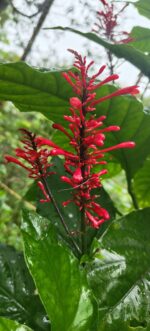 Fire spikes plant /  Odontonema strictum
