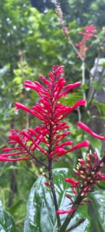 Fire spikes plant /  Odontonema strictum